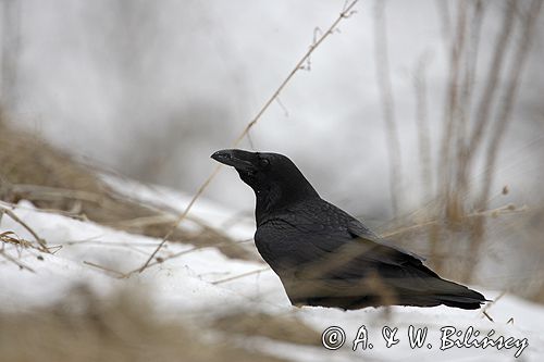 kruk Corvus corax