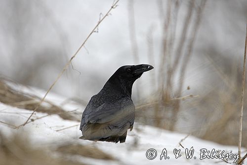 kruk Corvus corax