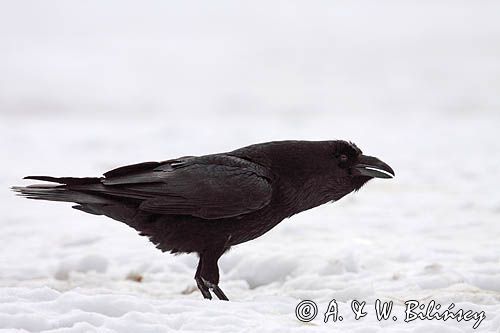 kruk Corvus corax