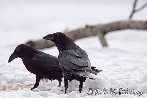 kruki Corvus corax