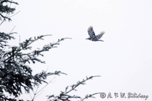 Kruk w śnieżycy, Corvus corax