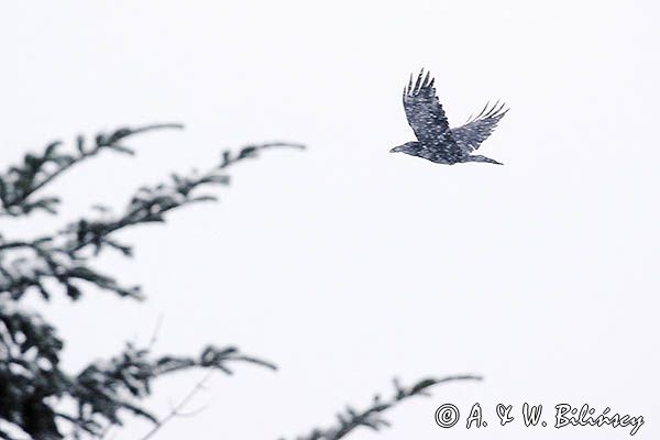 Kruk w śnieżycy, Corvus corax