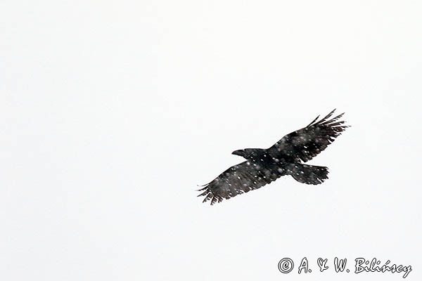 Kruk w śnieżycy, Corvus corax