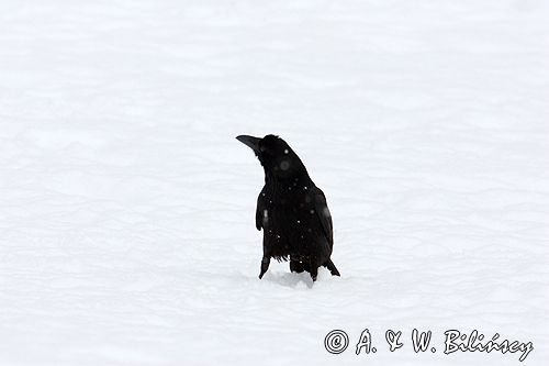 kruki Corvus corax