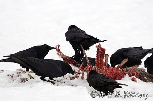 kruki Corvus corax