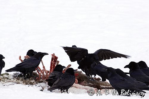 kruki Corvus corax