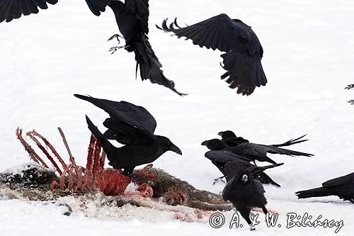 kruki Corvus corax