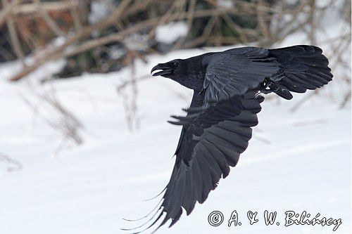 kruk, Corvus corax