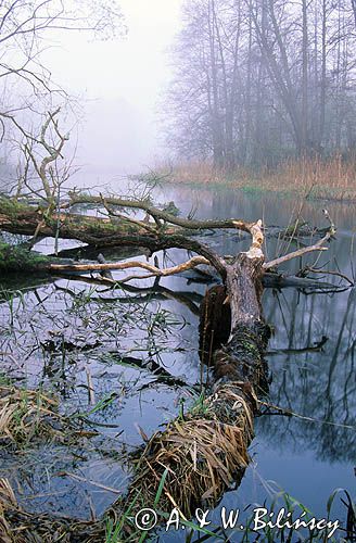 Rrzeka Krutynia o świcie, powalone drzewo