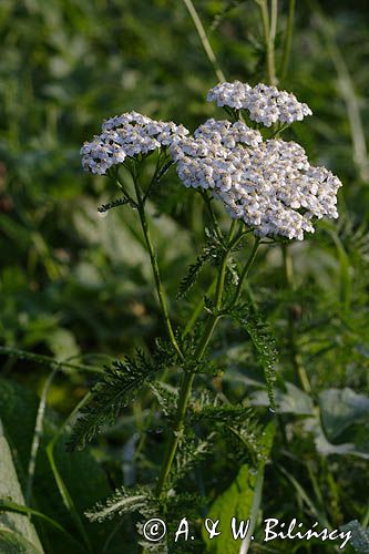 Achillea millefolium - Krwawnik pospolity