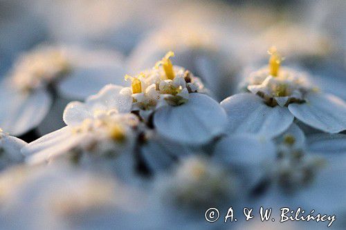 Krwawnik pospolity, Achillea millefolium, koszyczek kwiatowy