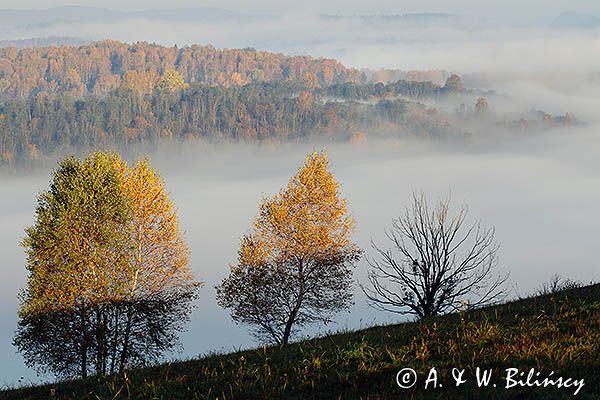 Park Krajobrazowy Doliny Sanu, Bieszczady