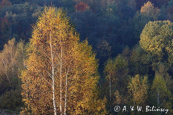 Park Krajobrazowy Doliny Sanu, Bieszczady