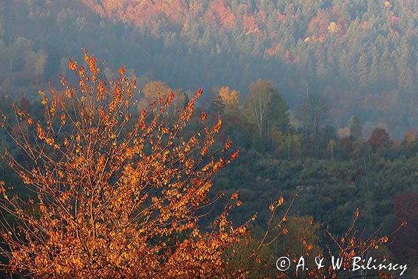 Park Krajobrazowy Doliny Sanu, Bieszczady