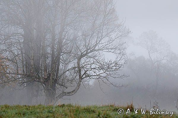 We mgle, Bieszczady