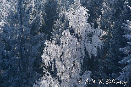 szadzie, Krywka, Bieszczady