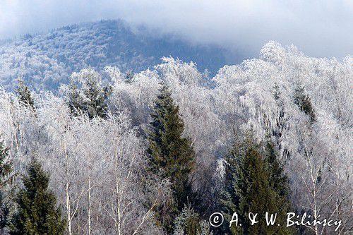 szadzie, Krywka, Bieszczady