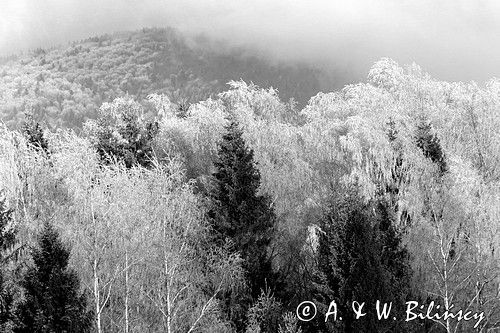 szadzie, Krywka, Bieszczady