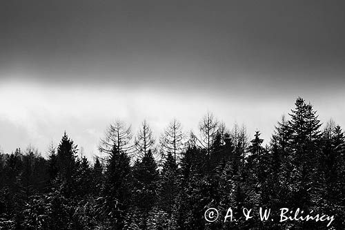 Zima, las, Bieszczady