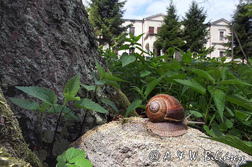 ślimak winniczek w parku podworskim w Krzemiennej, Pogórze Dynowskie, Helix pomatia