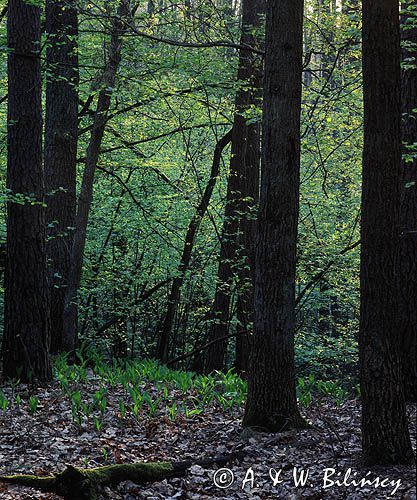 grąd, rezerwat Krzywa Góra, Kampinoski Park Narodowy