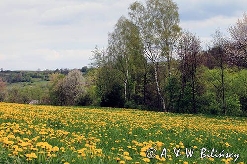 łąka z mniszkami koło wsi Krzywe, mniszek lekarski, Taraxacum officinale