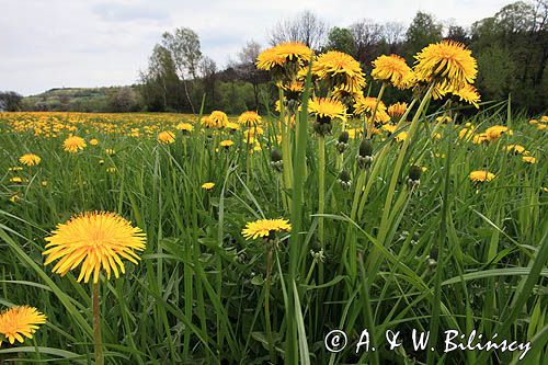 łąka z mniszkami koło wsi Krzywe, mniszek lekarski, Taraxacum officinale