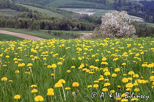 łąka z mleczami, widok ze wzgórza Krzywe Dział, gmina Dydnia, Pogórze Dynowskie