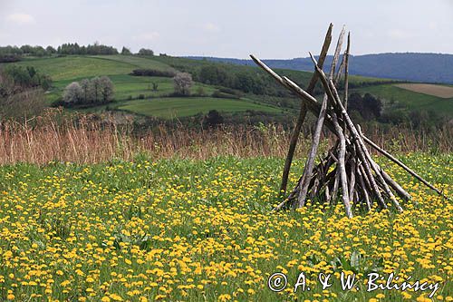 łąka z mleczami, widok ze wzgórza Krzywe Dział, gmina Dydnia, Pogórze Dynowskie