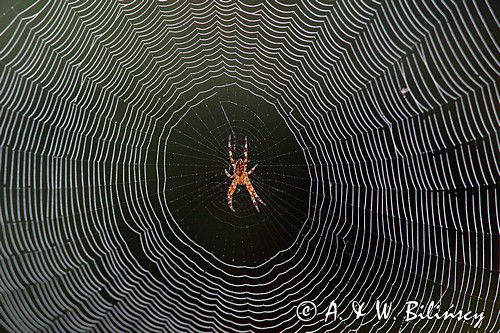 pająk krzyżak i pajęczyna, Araneus sp.