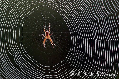 pająk krzyżak i pajęczyna, Araneus sp.