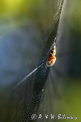 pająk krzyżak i pajęczyna, Araneus sp.