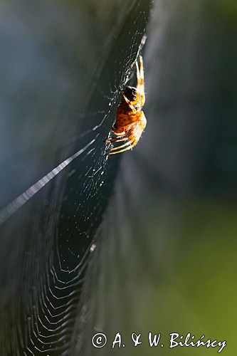 pająk krzyżak i pajęczyna, Araneus sp.