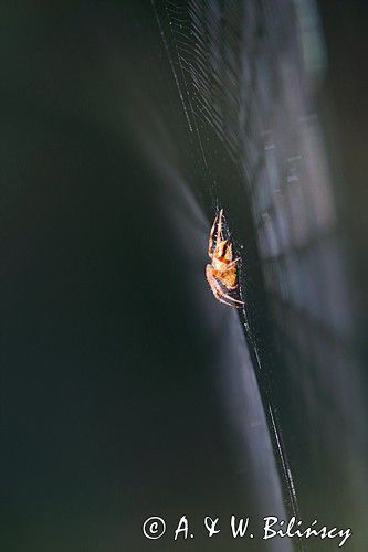 pająk krzyżak i pajęczyna, Araneus sp.