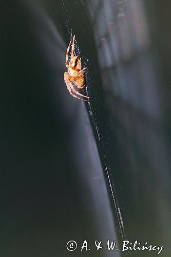 pająk krzyżak i pajęczyna, Araneus sp.