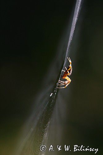 pająk krzyżak i pajęczyna, Araneus sp.