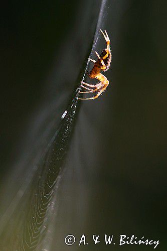 pająk krzyżak i pajęczyna, Araneus sp.