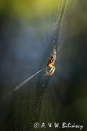 pająk krzyżak i pajęczyna, Araneus sp.