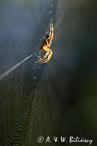 pająk krzyżak i pajęczyna, Araneus sp.