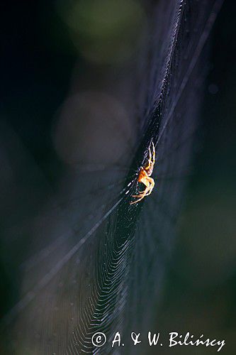 pająk krzyżak i pajęczyna, Araneus sp.