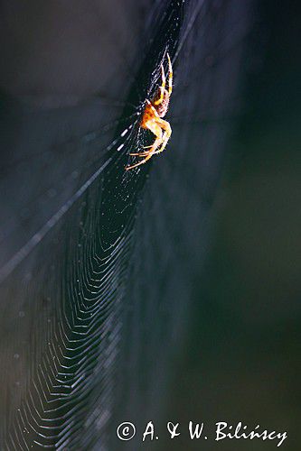 pająk krzyżak i pajęczyna, Araneus sp.