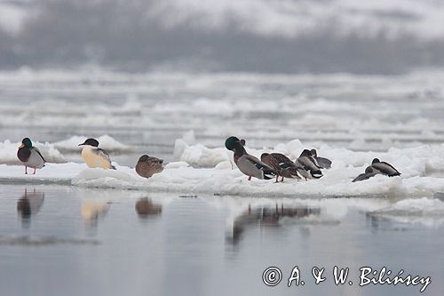 kaczki krzyżówki Anas platyrynchos i tracz nurogęś Mergus merganser