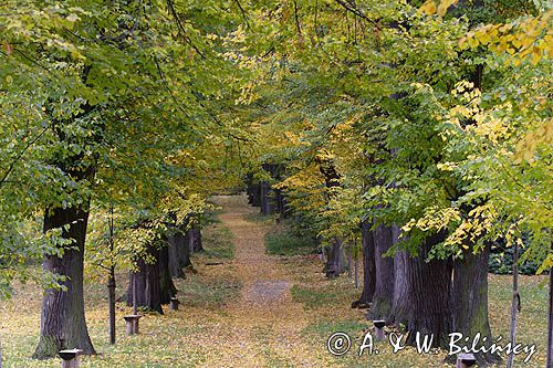 Książ, park