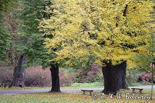 Książ, park