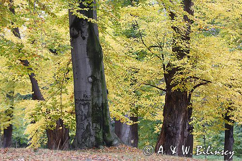 Książ, park