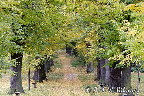 Książ, park