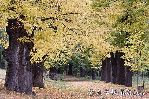 Książ, park
