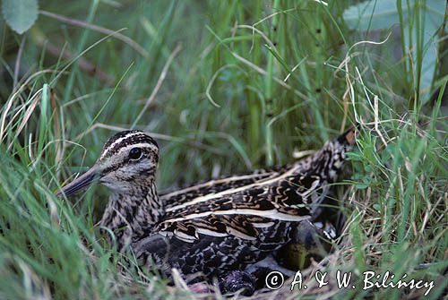 bekas kszyk Gallinago gallinago