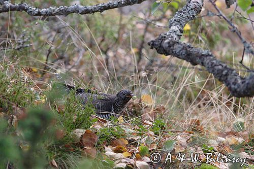Kukułka, Cuculus canorus,