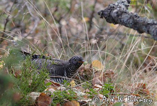 Kukułka, Cuculus canorus,
